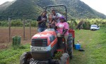 Plantation des ignames bio
